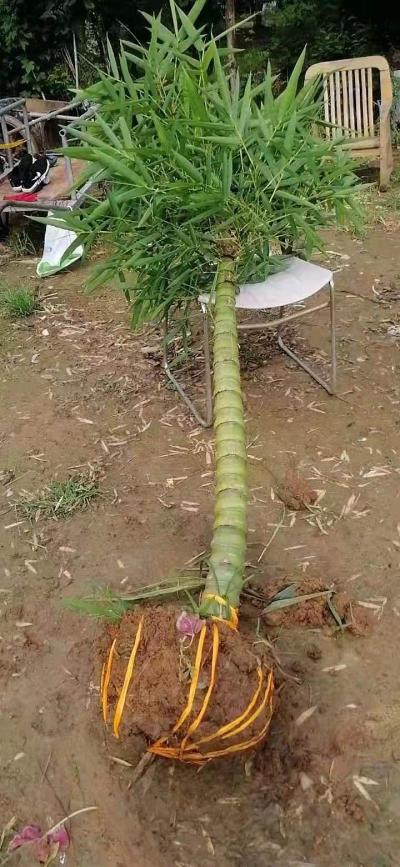 罗汉竹基地直发长期有货，大量现货供应