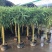罗汉竹基地直发长期有货，大量现货供应