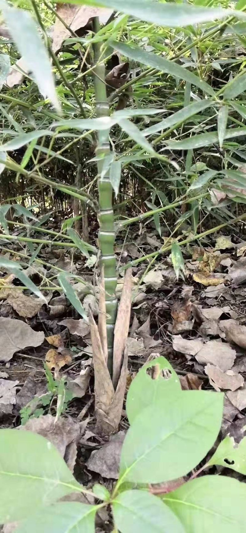 罗汉竹基地直发长期有货，大量现货供应