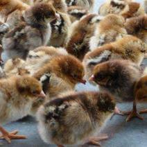 鸡苗，可以代销成鸡，长年孵化出售各种鸡苗鹅苗鸭苗