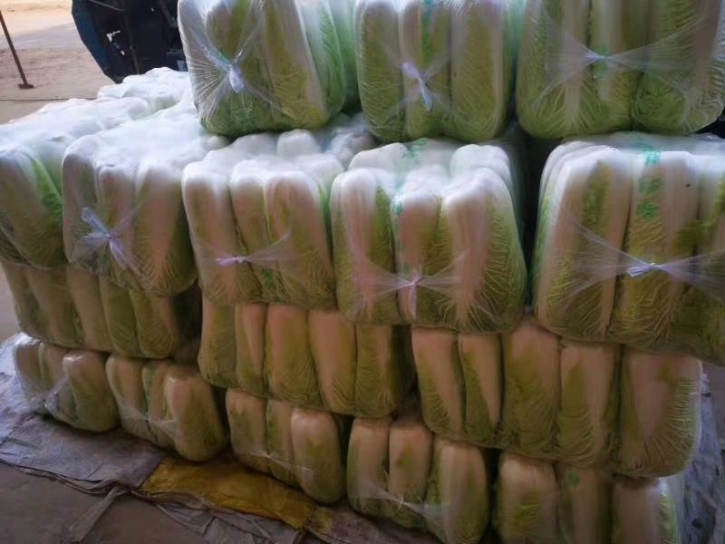 产地大量供应山东肥城北京新三号大白菜，全国发货！