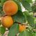 【聚便宜】金太阳杏树苗，5月下旬成熟，个头大，口感蜜甜