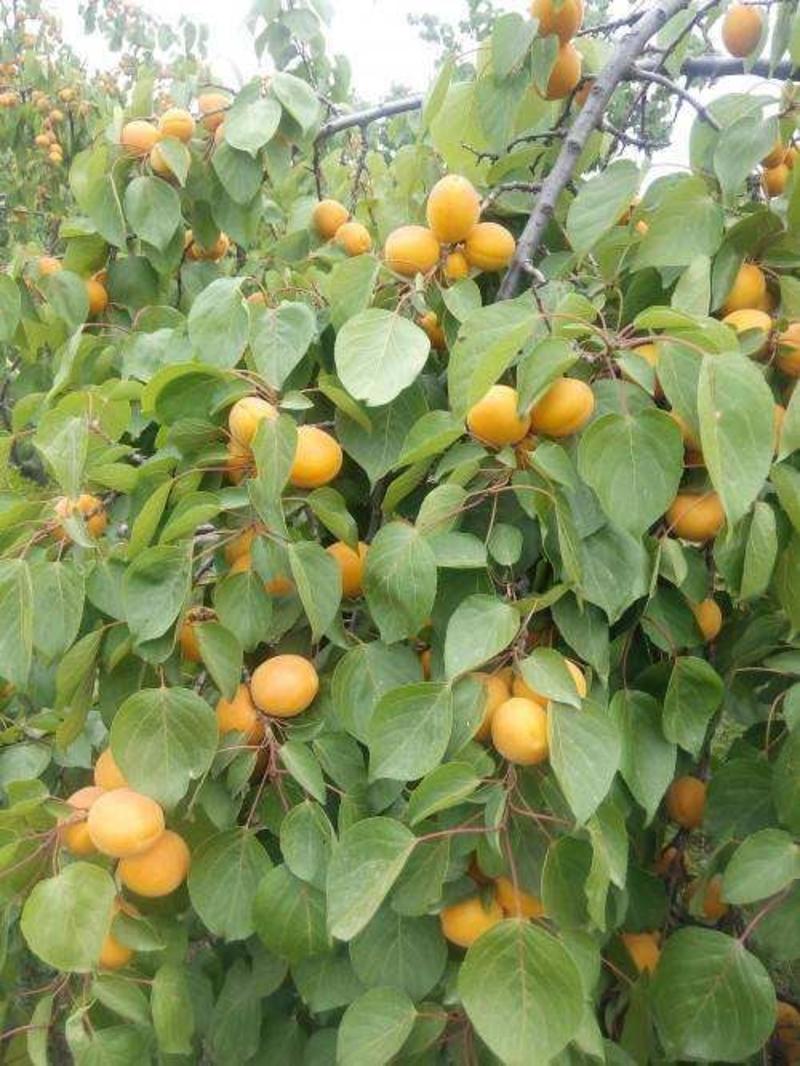 【聚便宜】金太阳杏树苗，5月下旬成熟，个头大，口感蜜甜