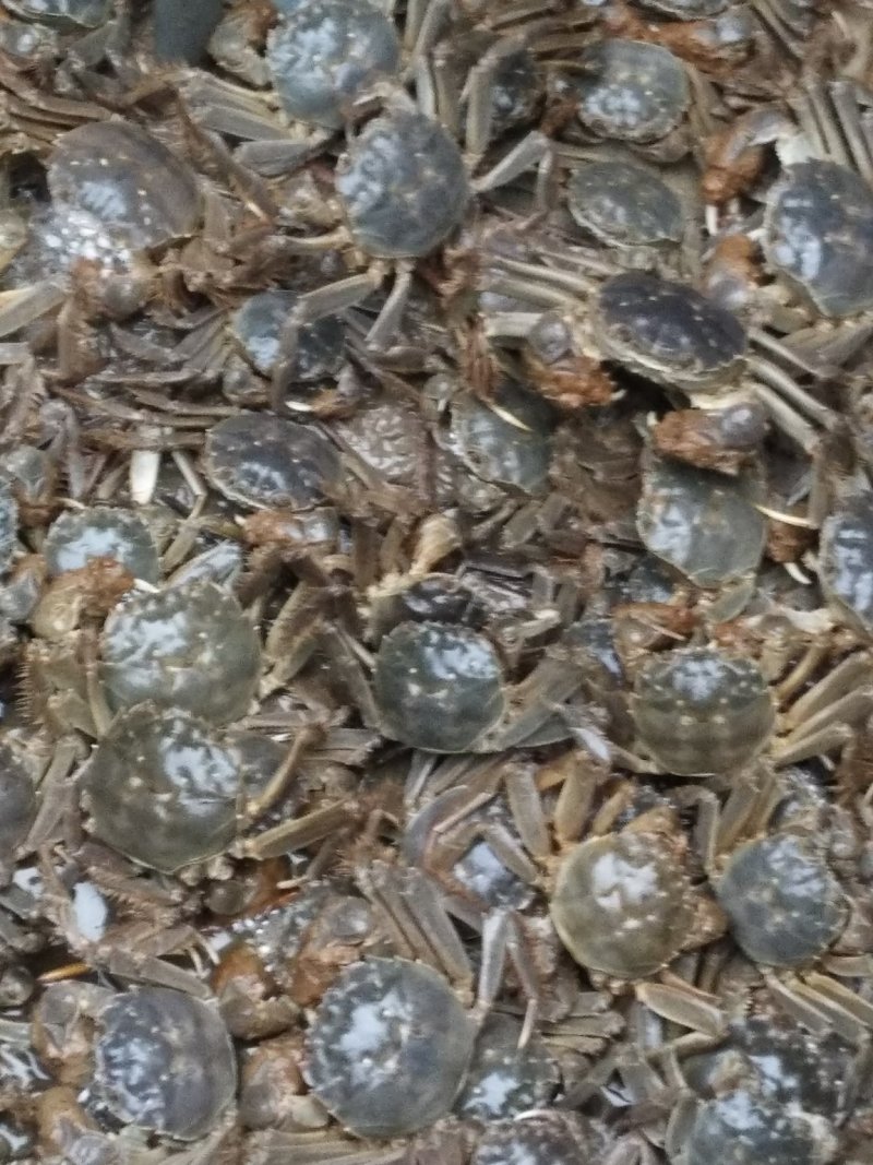 河蟹