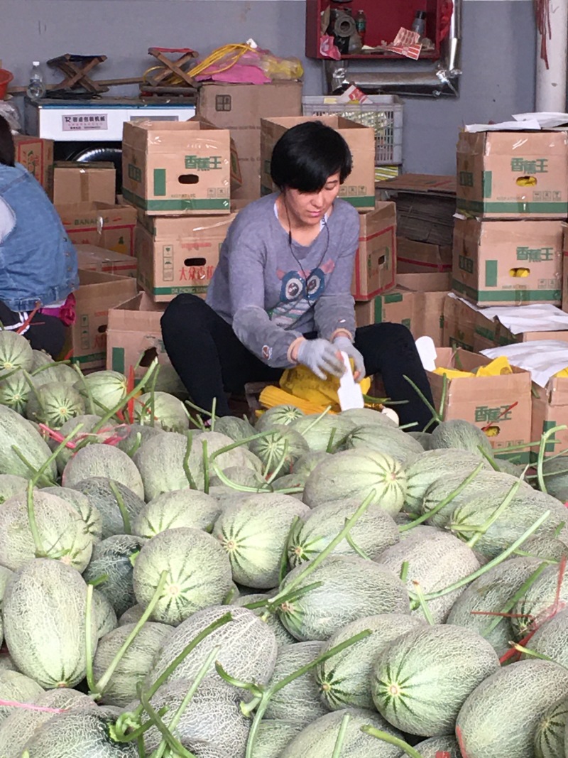 哈密瓜，小蜜25，都之国，耀龙，耀龙，等