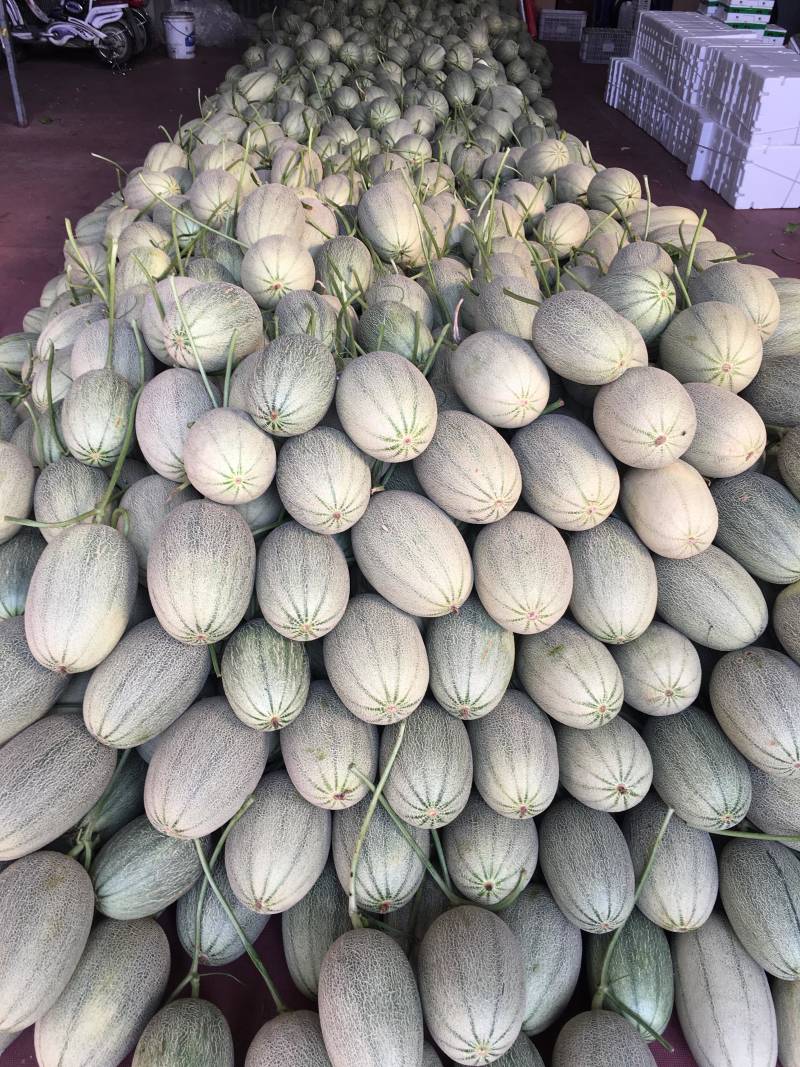 哈密瓜，小蜜25，都之国，耀龙，耀龙，等