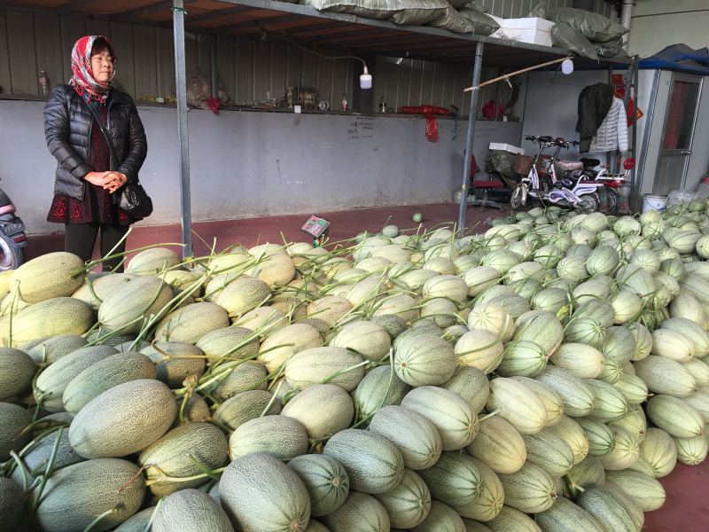 哈密瓜，小蜜25，都之国，耀龙，耀龙，等