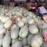 哈密瓜，小蜜25，都之国，耀龙，耀龙，等