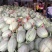 哈密瓜，小蜜25，都之国，耀龙，耀龙，等