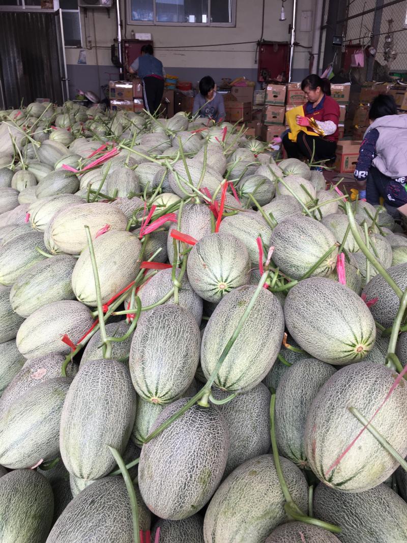 哈密瓜，小蜜25，都之国，耀龙，耀龙，等