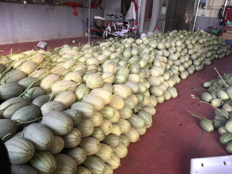 哈密瓜，小蜜25，都之国，耀龙，耀龙，等