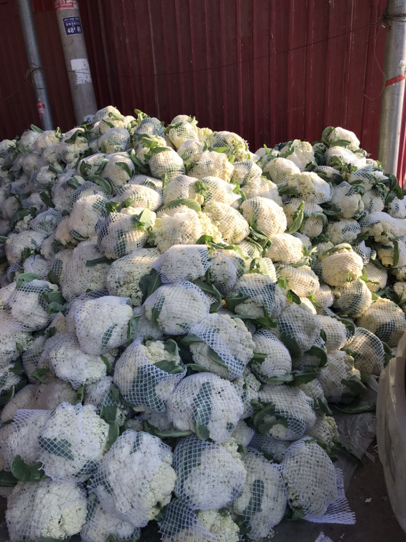 河南通许白面青梗菜花基地发货量大价优欢迎各位老板订购