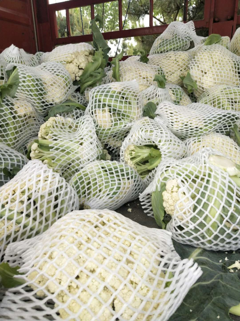 河南通许白面青梗菜花基地发货量大价优欢迎各位老板订购