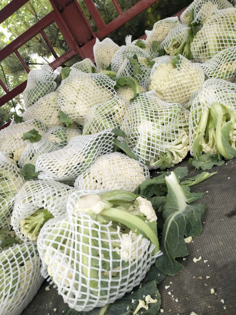 河南通许白面青梗菜花基地发货量大价优欢迎各位老板订购