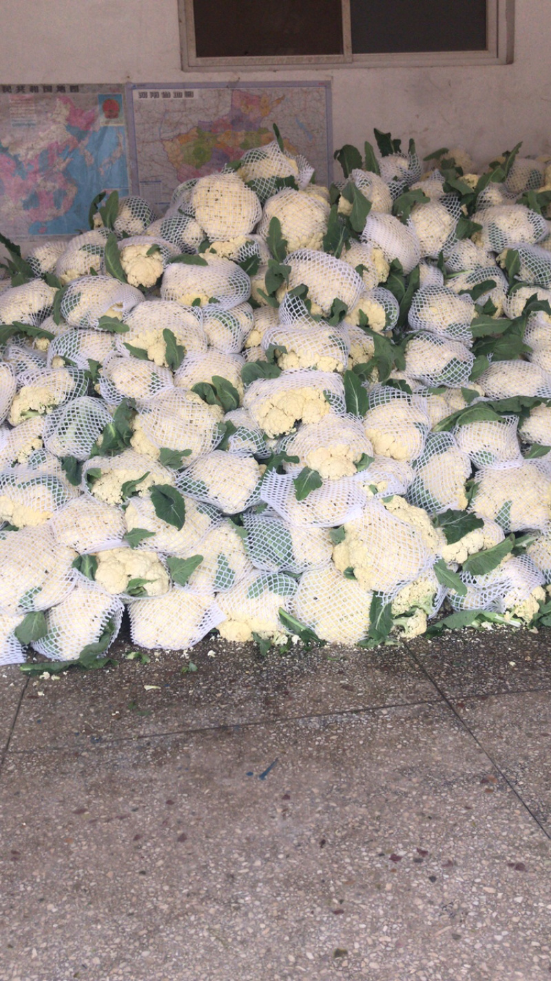 河南通许白面青梗菜花基地发货量大价优欢迎各位老板订购