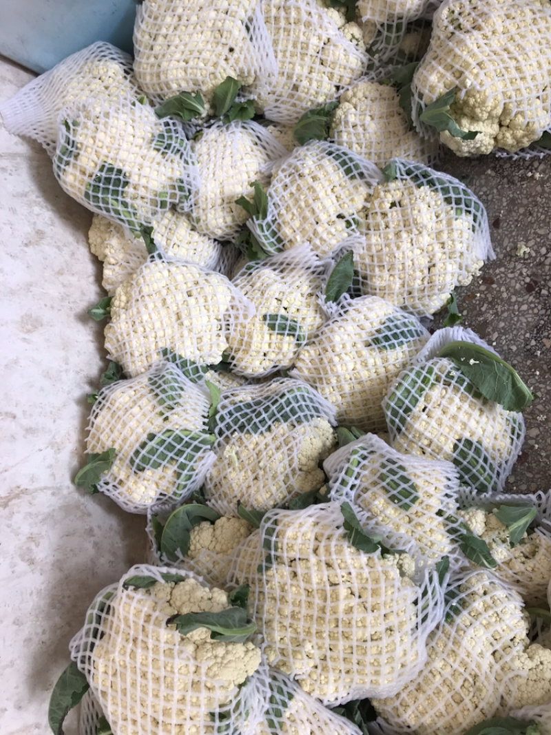 河南通许白面青梗菜花基地发货量大价优欢迎各位老板订购