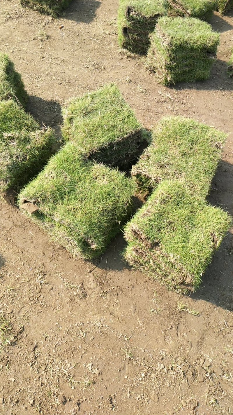 绿化草皮