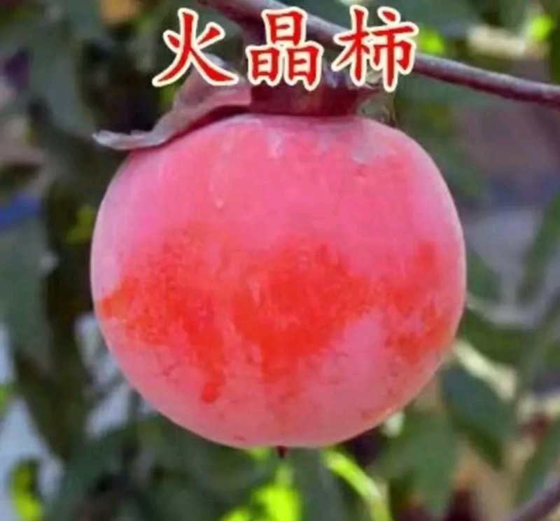 【柿子树苗】甜脆柿子树苗火晶柿子树苗黑柿子树苗