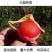 【柿子树苗】甜脆柿子树苗火晶柿子树苗黑柿子树苗