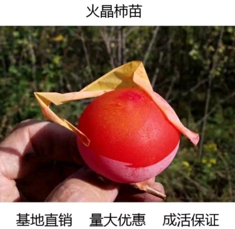 【柿子树苗】甜脆柿子树苗火晶柿子树苗黑柿子树苗