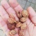 毛桃核青州蜜桃桃核育苗可视频看货量大从优