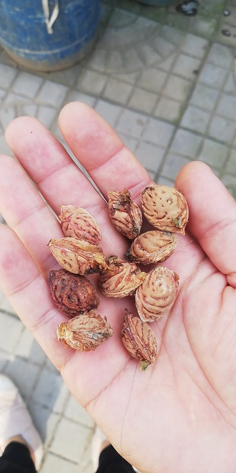 毛桃核青州蜜桃桃核育苗可视频看货量大从优