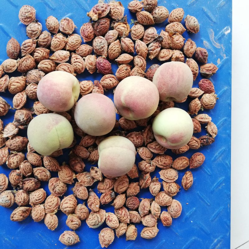 毛桃核青州蜜桃桃核育苗可视频看货量大从优