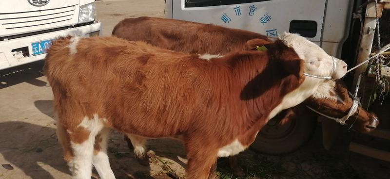 云南省西门塔尔，，养殖小牛能开检疫证