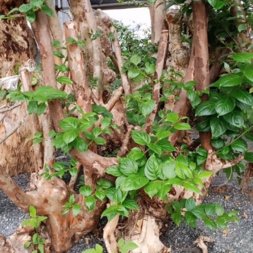 紫薇树