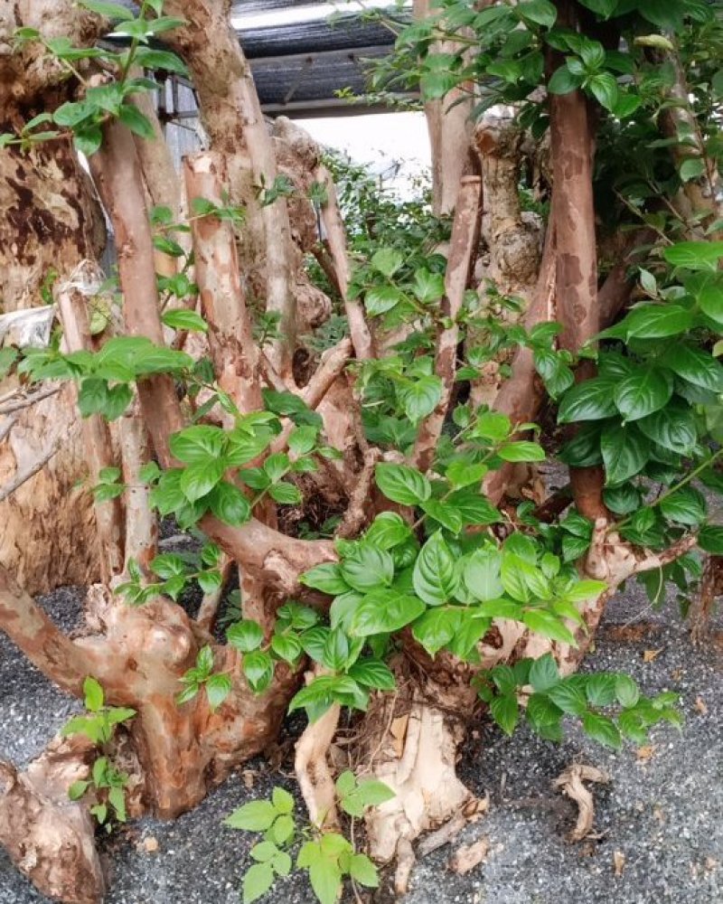 紫薇树