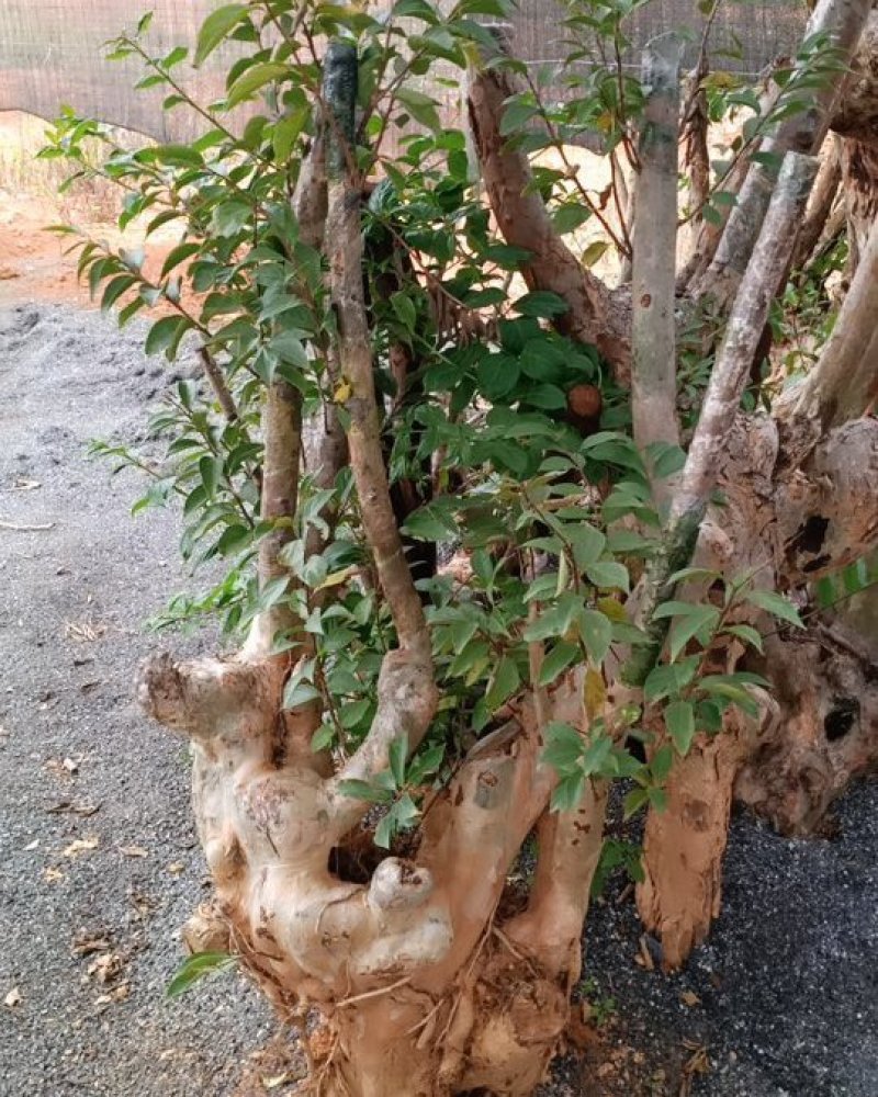 紫薇树