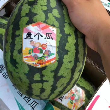 西瓜国产精品水果盘个瓜西瓜新鲜水果