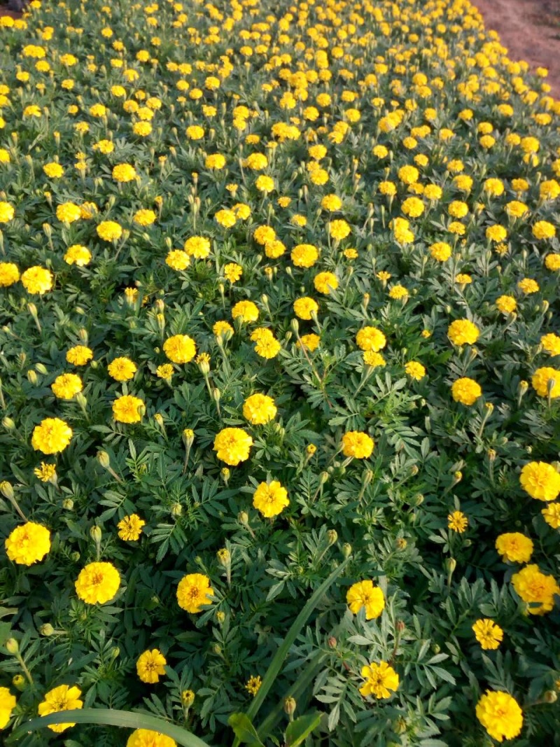 孔雀草