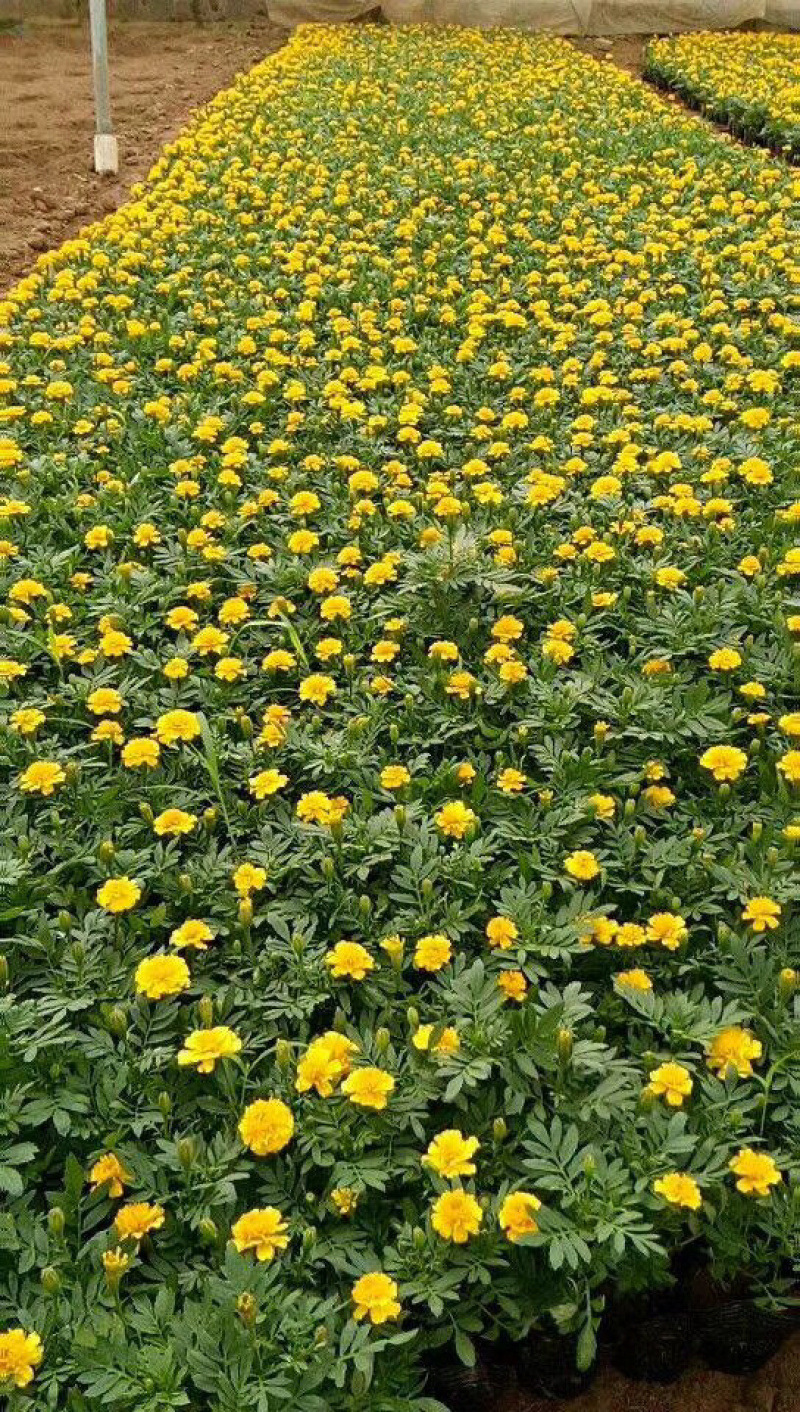 孔雀草