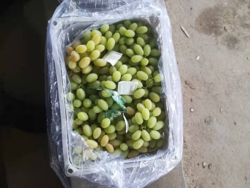 河北怀涿两县精品马奶葡萄，已经大量上市，串大，甜度好！