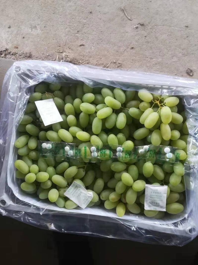 河北怀涿两县精品马奶葡萄，已经大量上市，串大，甜度好！