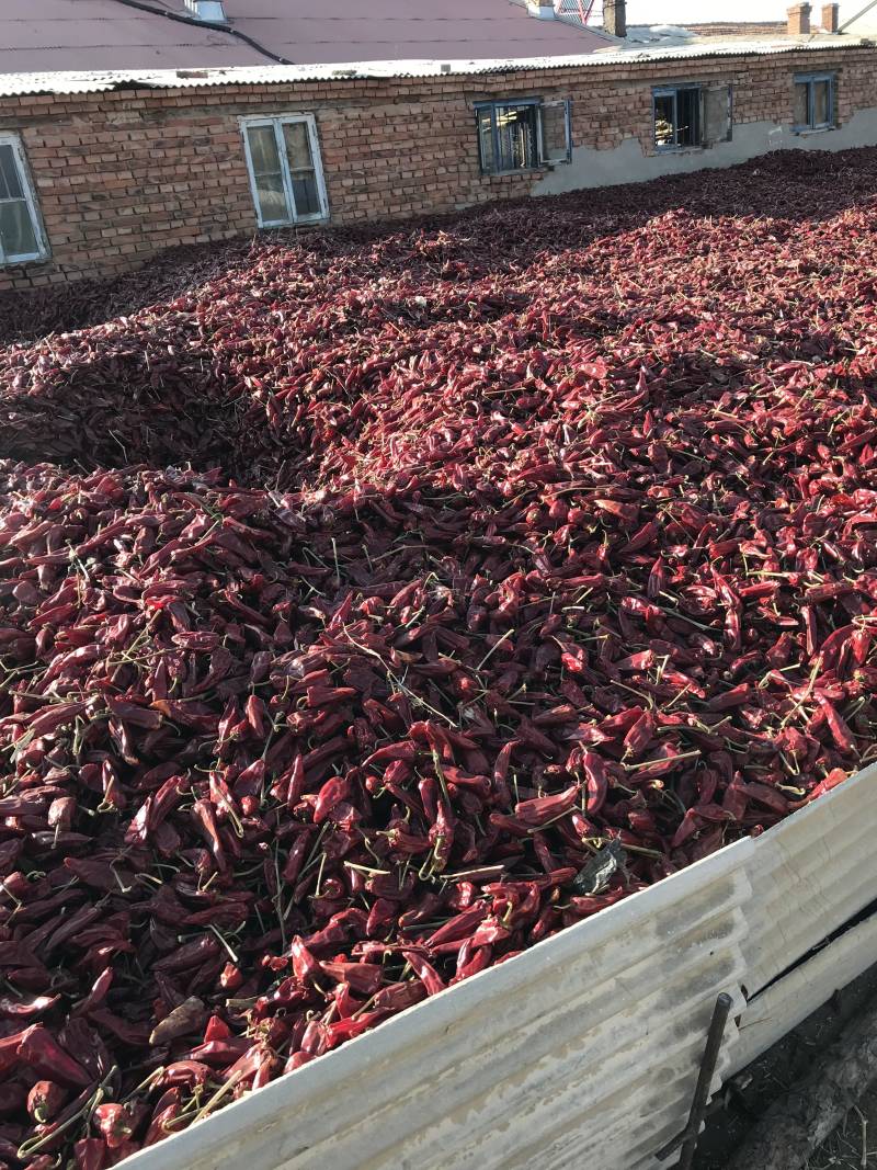 千金红辣椒北京红落地椒老花皮干辣椒大量上市