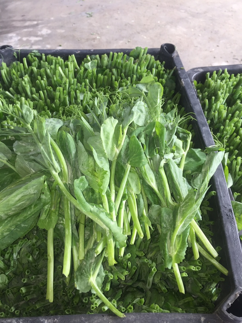 成都豌豆尖（豌豆苗）蔬香兴隆