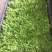 成都豌豆尖（豌豆苗）蔬香兴隆