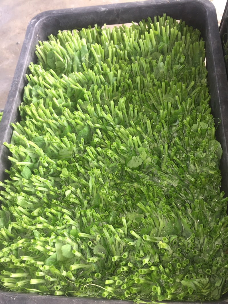 成都豌豆尖（豌豆苗）蔬香兴隆