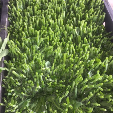 成都豌豆尖（豌豆苗）蔬香兴隆