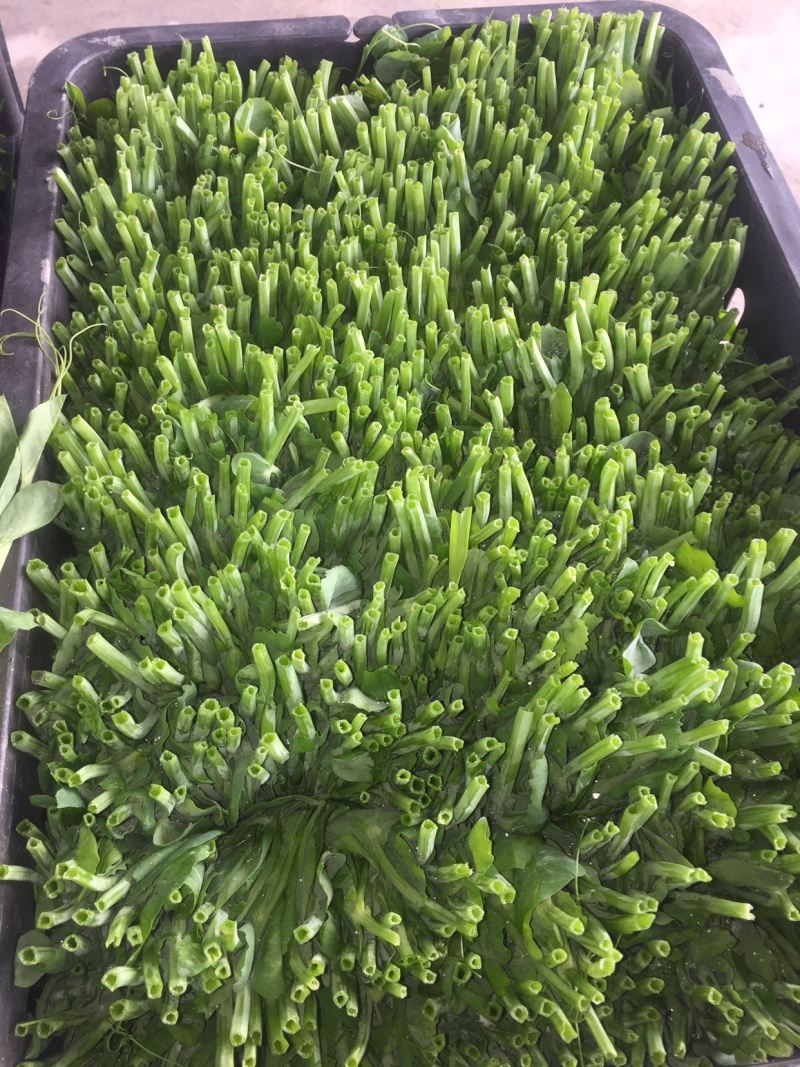 成都豌豆尖（豌豆苗）蔬香兴隆