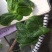 成都豌豆尖（豌豆苗）蔬香兴隆