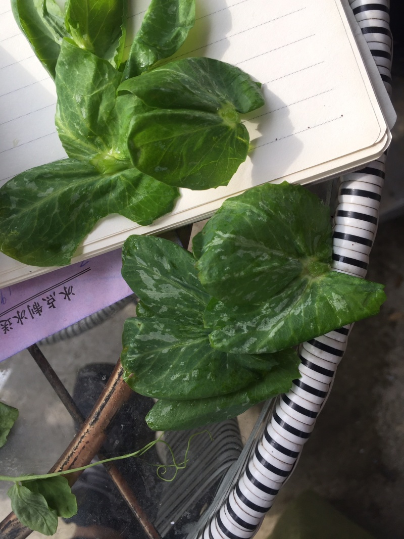 成都豌豆尖（豌豆苗）蔬香兴隆