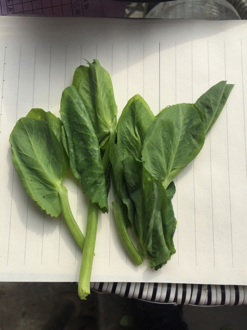 成都豌豆尖（豌豆苗）蔬香兴隆