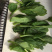 成都豌豆尖（豌豆苗）蔬香兴隆