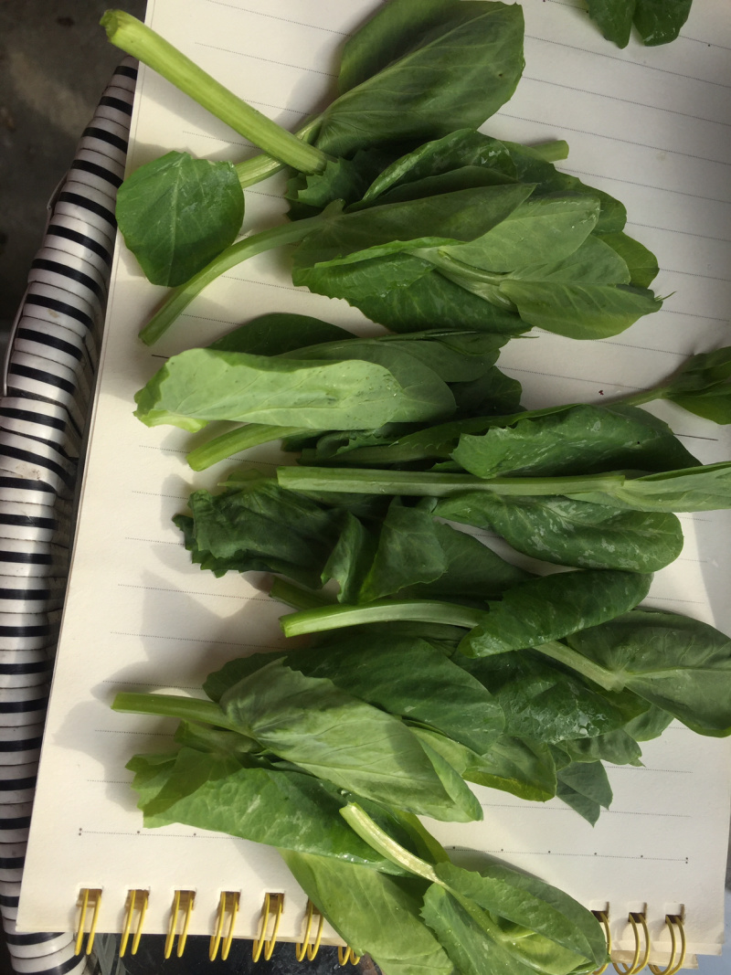 成都豌豆尖（豌豆苗）蔬香兴隆
