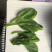 成都豌豆尖（豌豆苗）蔬香兴隆