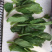 成都豌豆尖（豌豆苗）蔬香兴隆