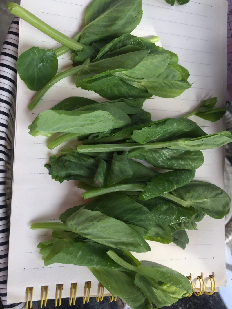 成都豌豆尖（豌豆苗）蔬香兴隆
